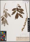 Foto von Salix caprea L. x Salix eleagnos Scop.